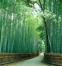 bambu chines